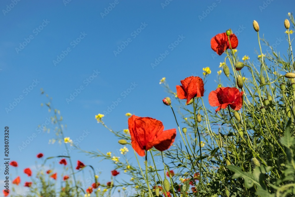 Obraz premium Poppys