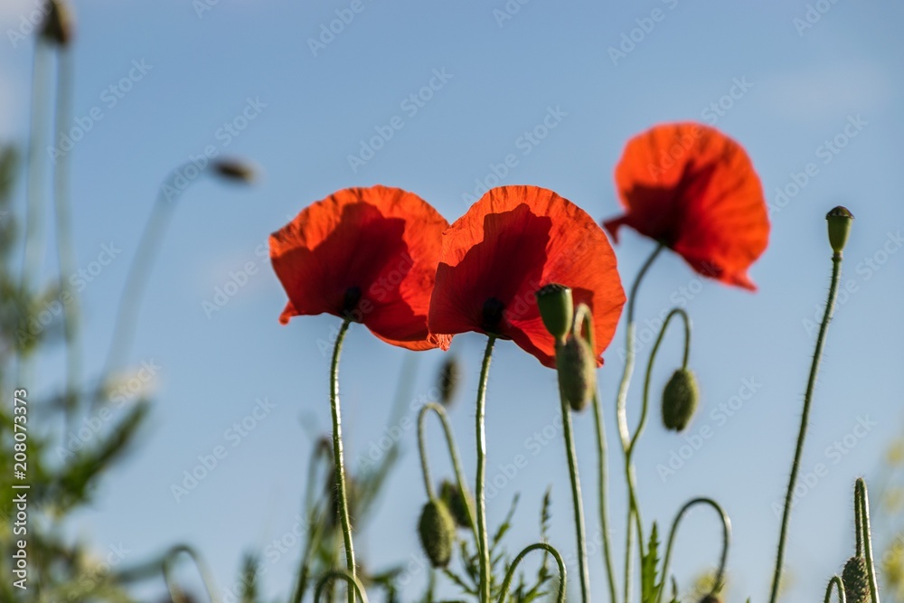 Obraz premium Poppys