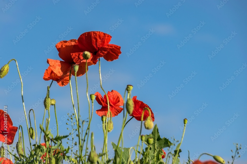 Obraz premium Poppys