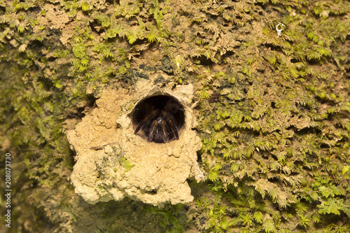 Spider, Nemesiidae, Gumti, Tripura , India photo