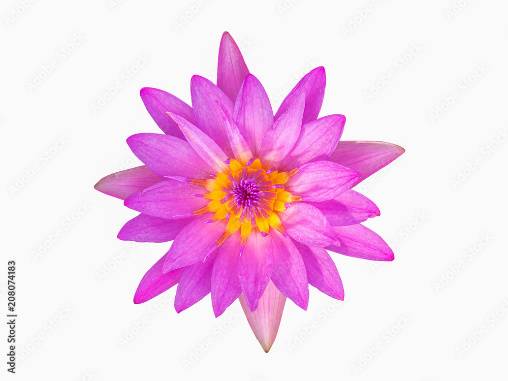 beautiful lotus flower. beautiful lotus flower.
