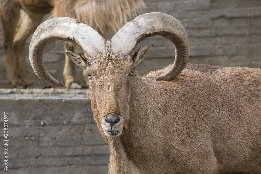 Arrui o Muflon del Atlas - Barbary sheep 