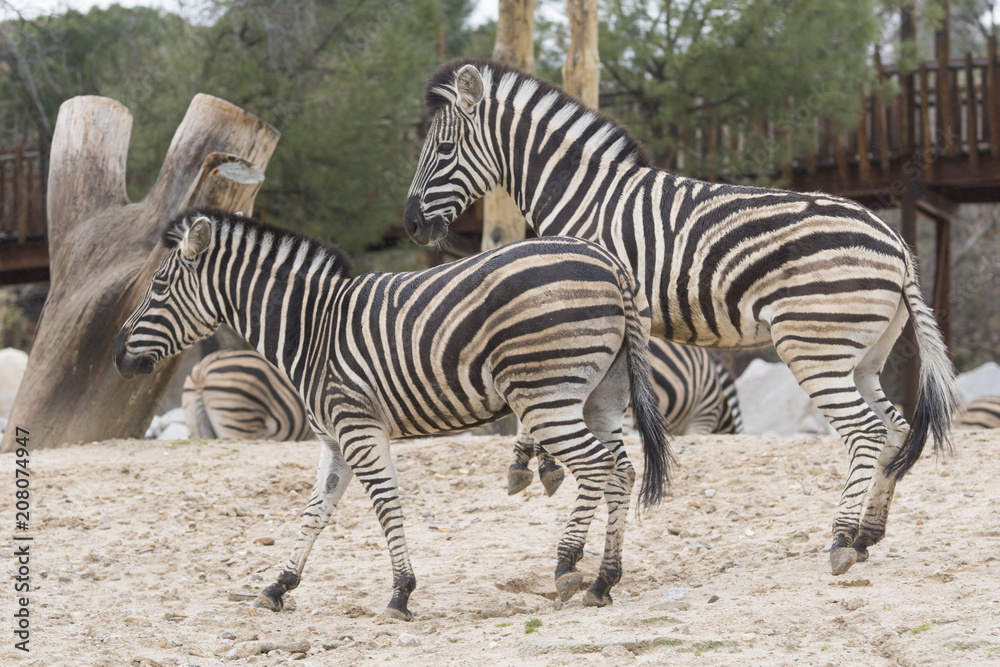 Dos cebras jovenes jugando en un zoo Dos cebras jovenes jugando en un zoo
