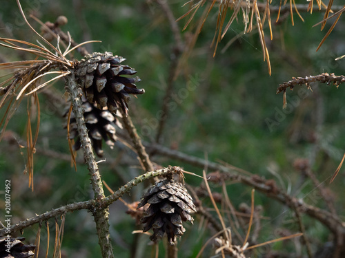 Pine cones on a dead branch in the forest