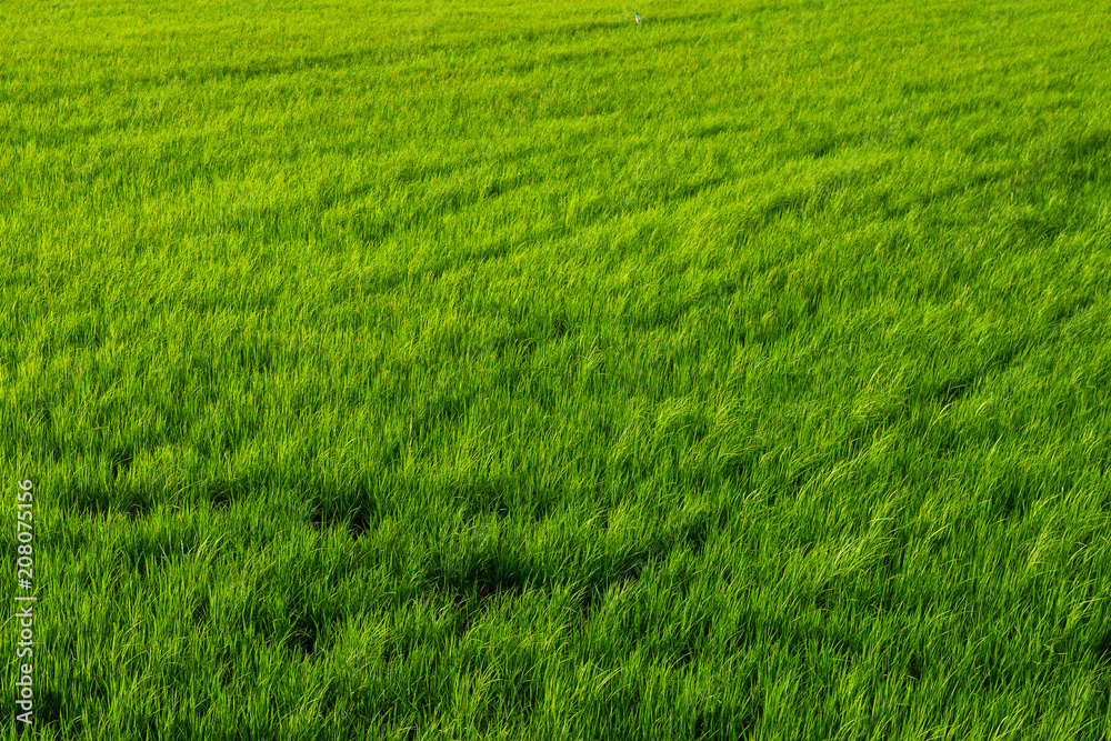 green field background