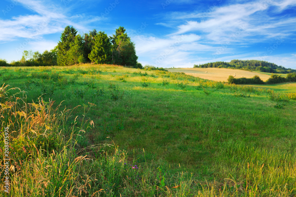 Obraz premium Green trees on the field and clouds.