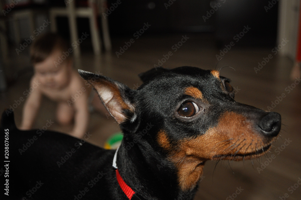 cute dog zwergpinscher closeup cute dog zwergpinscher closeup