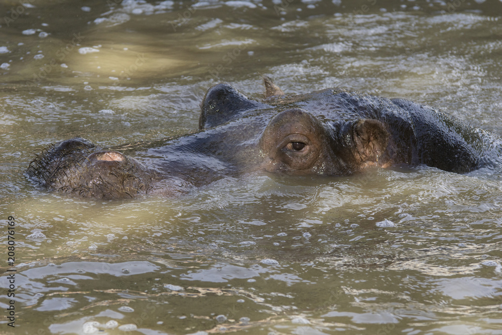 Fototapeta premium Hipopotamo en una charca