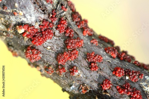 Coral spot, Nectria cinnabarina, growing on willow photo