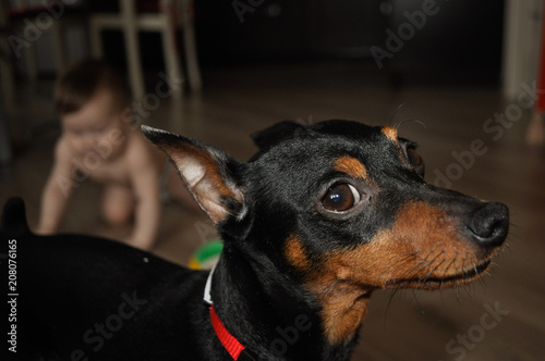 cute dog zwergpinscher closeup