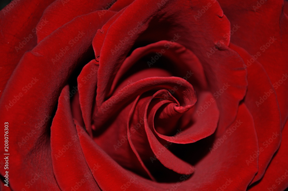 red rose closeup red rose closeup