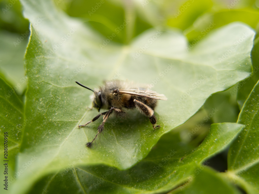Beautiful bee sitting on a green leaf