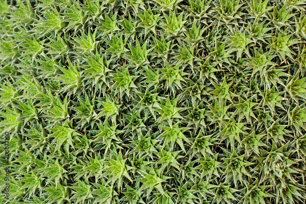 Colour, strange, cactus, green, creative, pattern, Colour, strange, cactus, green, creative, pattern,