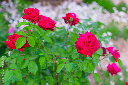 roses in the garden © Алексей Филатов