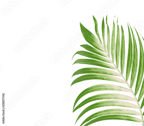 Green leaf of palm tree on white background