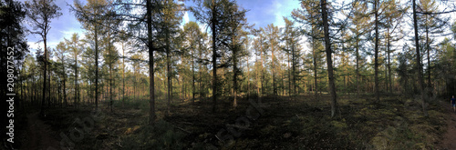Panorama from forest at the Sallandse heuvelrug © TravelTelly