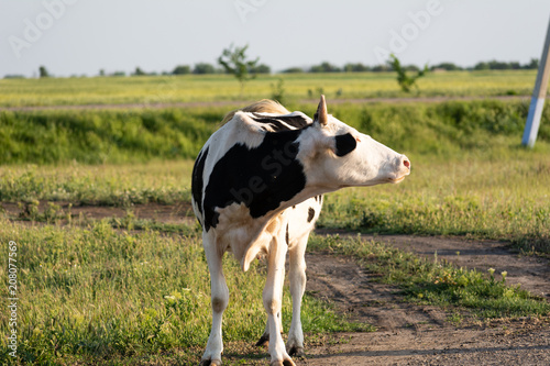 Cow in black and white spots mooing towards sunset