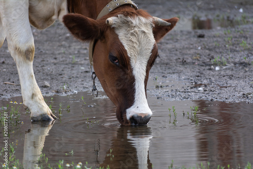 White-red cow drinking water from a puddle