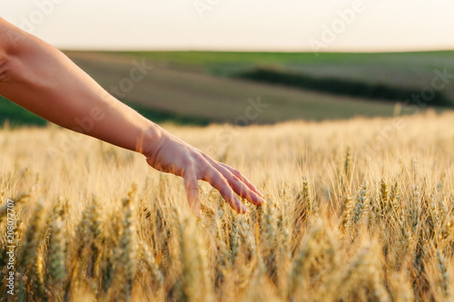 Woman's through the wheat in sunset photo