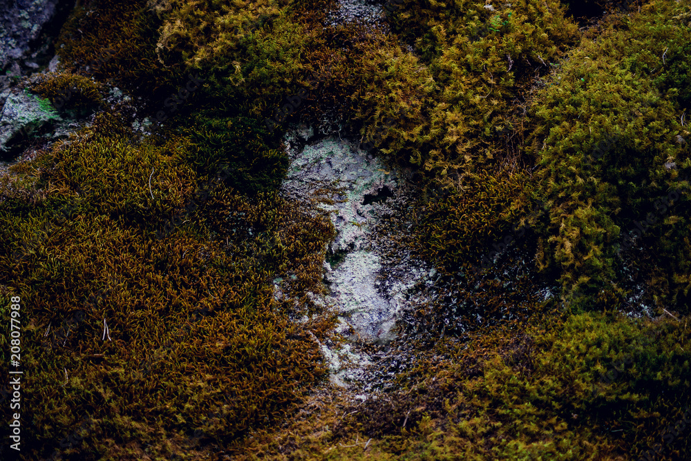 The moss on the rocks near the stream.