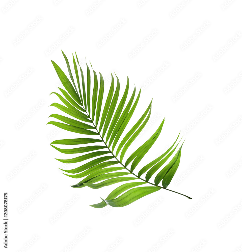 Green leaf of palm tree isolated on white background Green leaf of palm tree isolated on white background