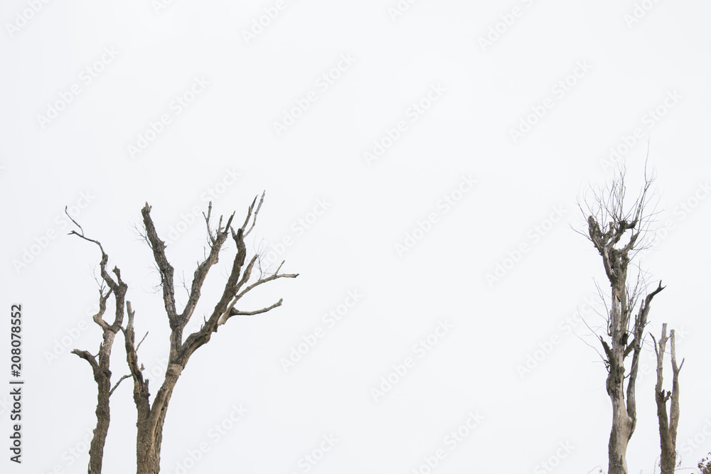 Obraz premium Dry tree with white cloud background