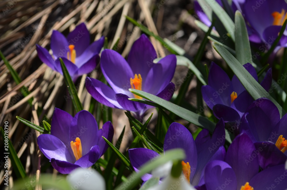 Crocuses Crocuses