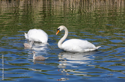 Swan family with cygnets 