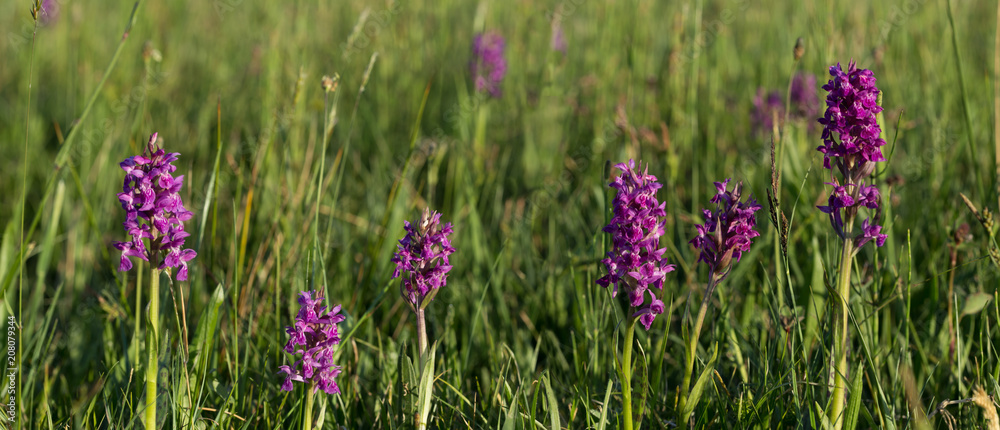 Blossoming purple orchids in Poland in Podlasie