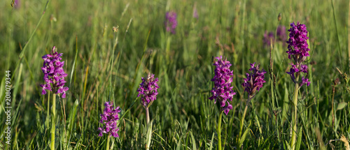Obraz na płótnie Blossoming purple orchids in Poland in Podlasie w salonie