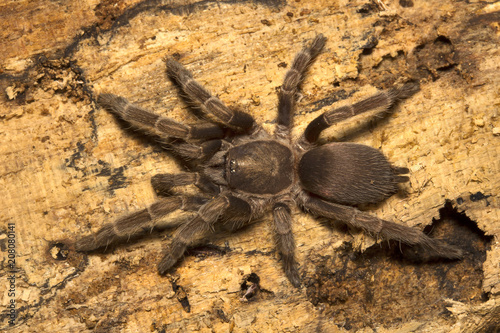 Spider, Theraphosidae, Belianchip, Tripura , India