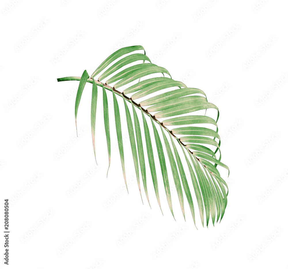 Fototapeta premium green leaf of palm tree isolated on white background