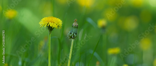 Fototapeta Naklejka Na Ścianę i Meble -  A single unfolded and undeveloped dandelion flower on the background of the lake
