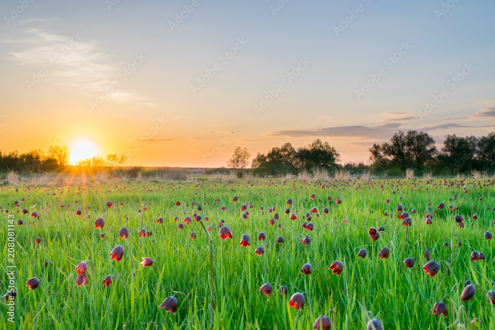 Sunset on a beautiful flower field