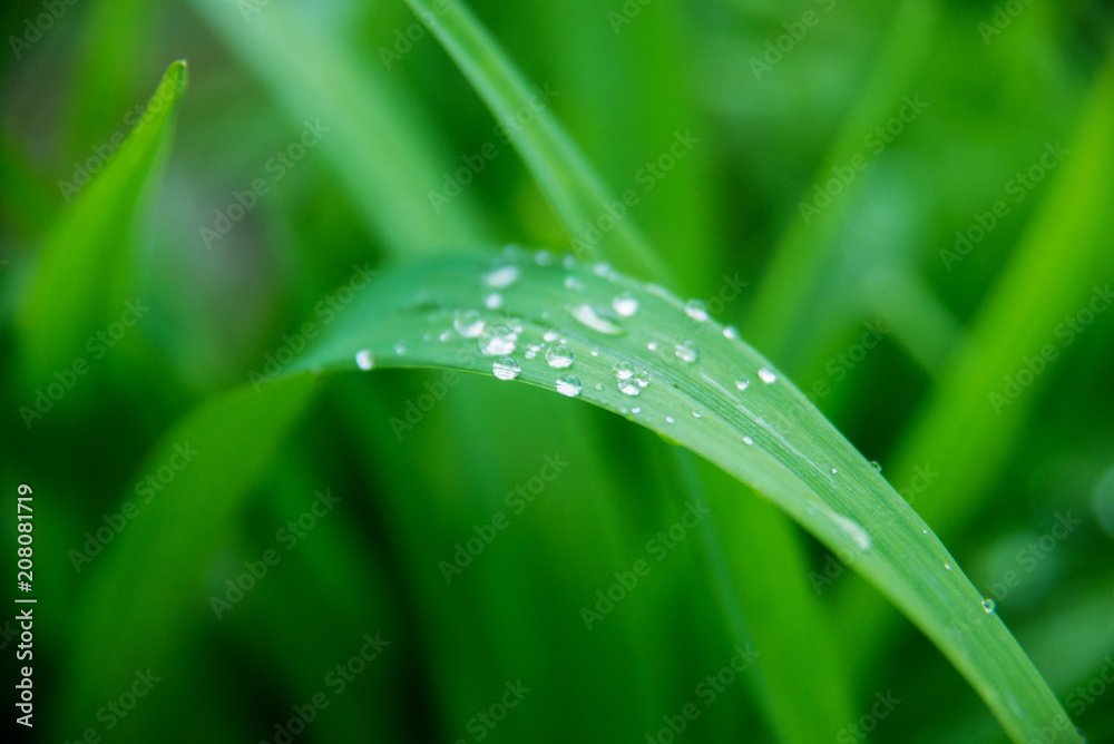 Naklejka premium Grass background with water drops with very shallow depth of field