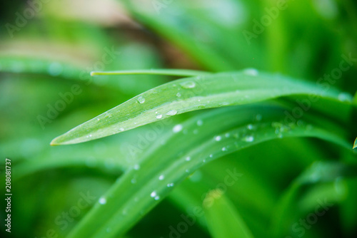 Grass background with water drops with very shallow depth of field