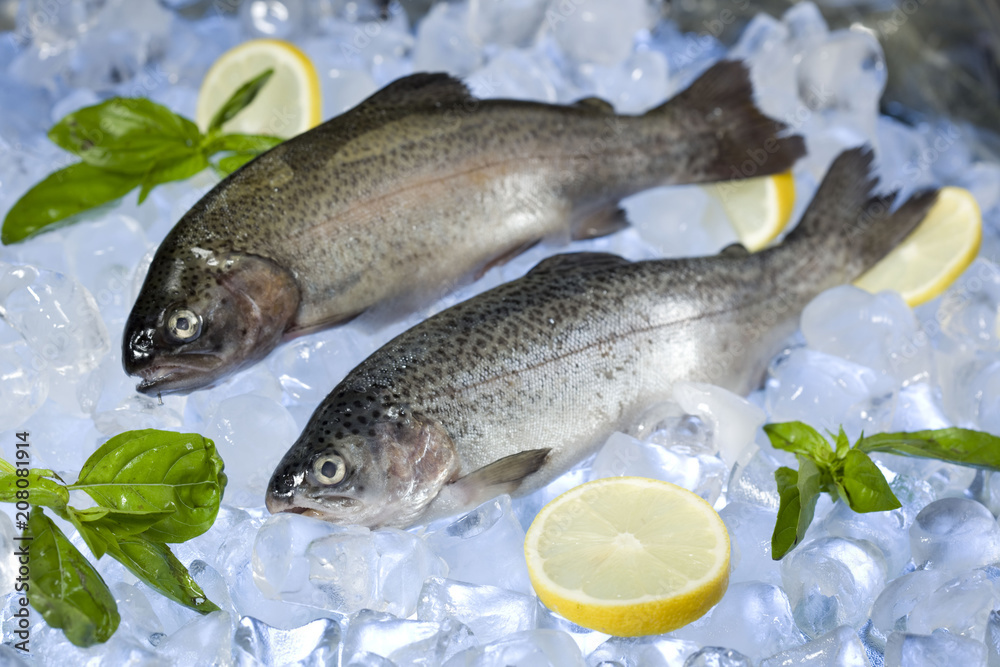 Fresh trout with ice and lemons
Fresh trout with ice and lemons