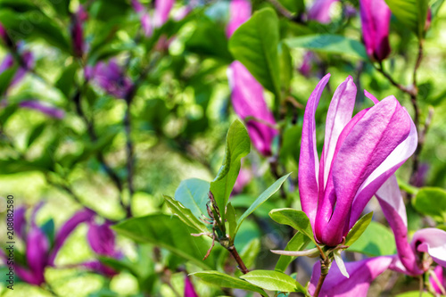 Magnolia blooms. Beautiful violet magnolia flowers in the spring season on a magnolia tree.