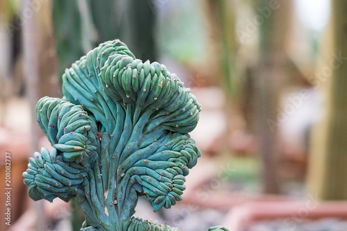 Colour, strange, cactus, green, blue, creative, copy space, flower,