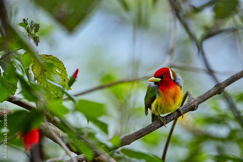Colorful tropical bird, Red-headed barbet, Eubucco bourcierii, male with red head and green plumage, perched on twig in its natural environment of humid cloud forest. Costa Rican wildlife photo.