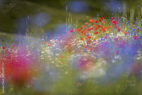 Wildflower meadow of poppies, cornflower and ox-eye daisy, Piano Grande, Monte Sibillini, Umbria photo