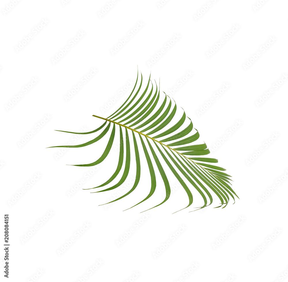 green palm leaf on white background green palm leaf on white background