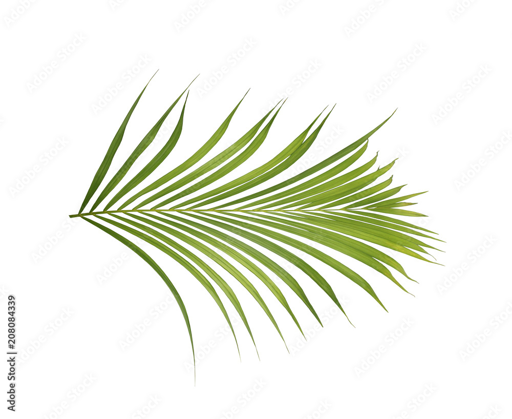 Obraz premium green palm leaf on white background