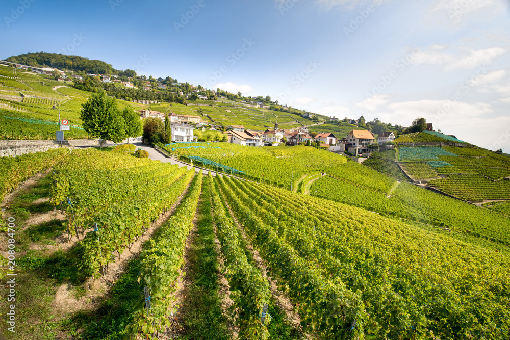 Weinterrassen in Lavaux, Französische Schweiz