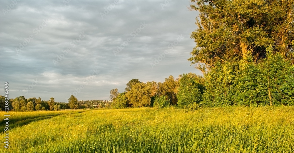 field with yellow flowers and planting trees