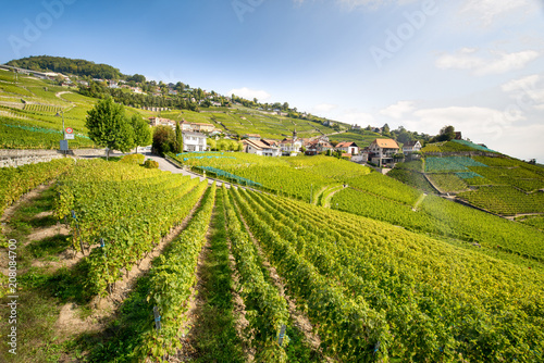 Weinterrassen in Lavaux  Franz  sische Schweiz