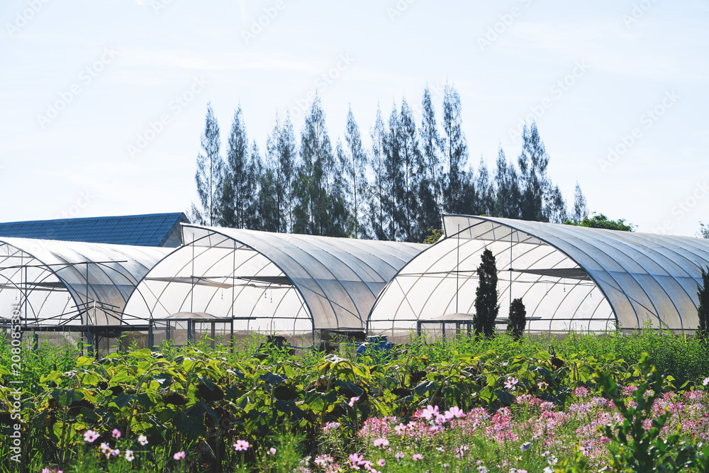 Greenhouse planting vegetable. Greenhouses in a farm. Greenhouse planting vegetable. Greenhouses in a farm.