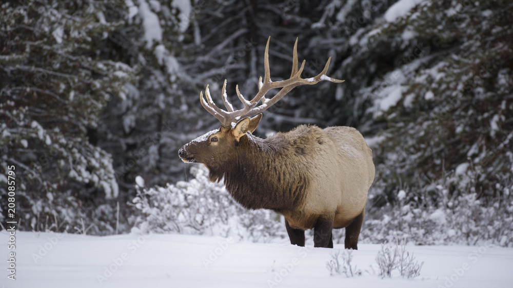 Large Bull Elk (Cervus canadensis) standing in deep snow during winter in Banff National Park, Alberta, The Rockies, Canada Large Bull Elk (Cervus canadensis) standing in deep snow during winter in Banff National Park, Alberta, The Rockies, Canada