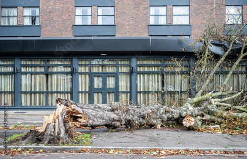 Fotografía An uprooted tree fallen on a house in the aftermath of a storm with strong winds
