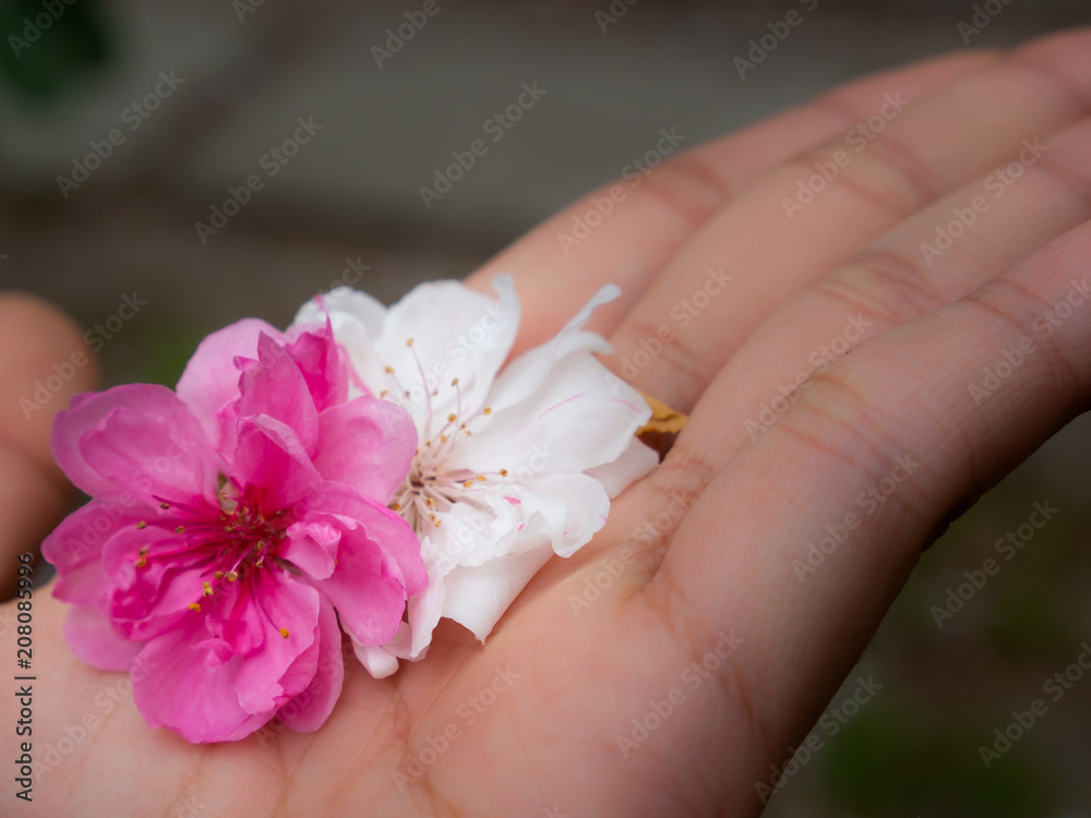 Sakura Flowers in The Palm of The Girl Sakura Flowers in The Palm of The Girl